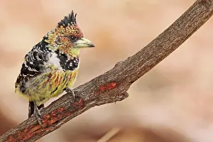 Krger: Hauben-Bartvogel, Schwarzr