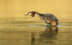Podicipedidae: Haubentaucher (Podiceps cristatus)
