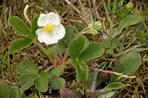 Strawberries: Hautbois strawberry
