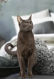Havana: Havana Brown cat indoors