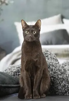 Havana: Havana Brown cat indoors
