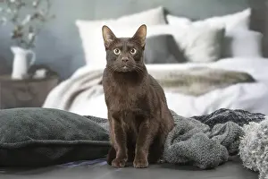 Havana: Havana Brown cat indoors