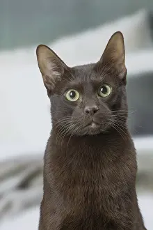 Havana: Havana Brown cat indoors
