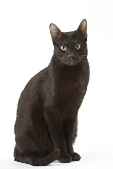 Havana: Havana Brown cat in the studio
