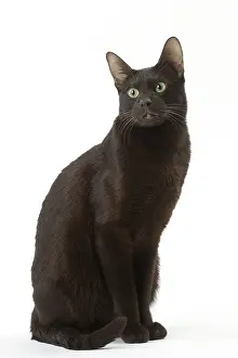 Havana: Havana Brown cat in the studio