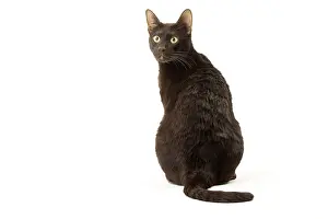 Havana: Havana Brown cat in the studio
