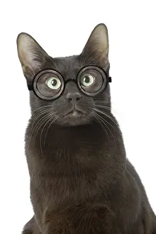 220719: Havana Brown cat wearing glasses, in the studio