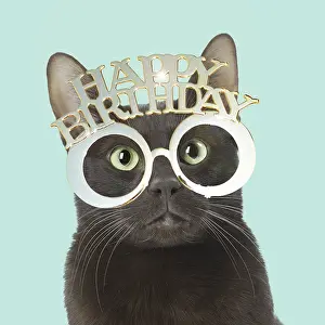 300719: Havana Brown cat wearing happy birthday glasses