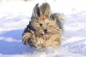 Race: Havanese, Bichon Havanais, Bichon Habanero, hair bow, hair