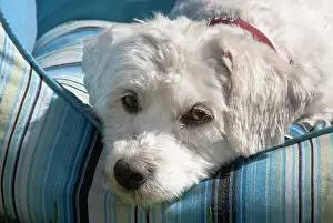 Sofa: Havanese dog portrait, North Rhine-Westphalia, Germany