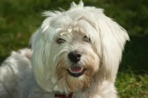 Havanese: Havanese dog portrait, North Rhine-Westphalia, Germany