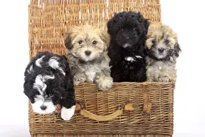 Basket: Havanese, puppies, 7 weeks, in basket, Bichon Havanais