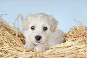 Havanese: Havanese, puppy, 6 weeks, lying on straw, studio