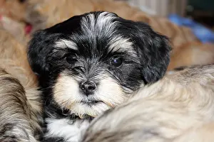 Havanese: Havanese puppy, about 8 to 9 weeks old
