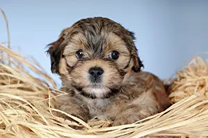 Havanese: Havanese, puppy 8 weeks, on straw, portrait, studio