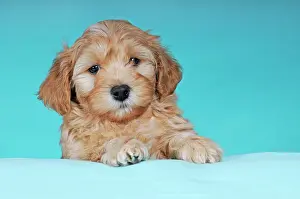 Havanese: Havanese, puppy, brown-white, 9 weeks, portrait