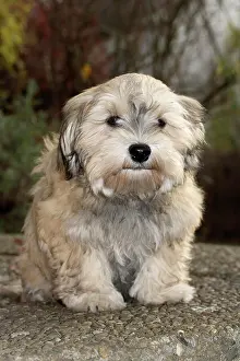 Havanese: Havanese puppy, male, 16 weeks
