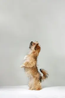 Outs: Havanese puppy sitting up and begging