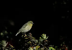 Virens: Hawaii Amakihi