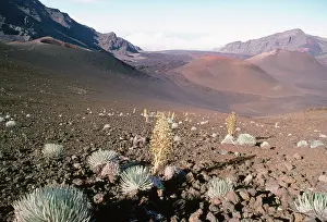 Haleakala: HAWAII PLANTS - Silversword population on Haleakala