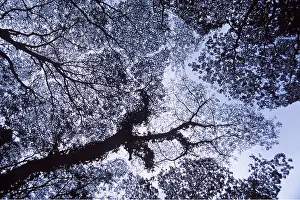 Canopy: HAWAII - tree canopy, silhouette