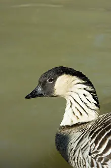 Nene: Hawaiian Goose