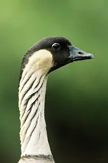 Hawaiian: Hawaiian Goose