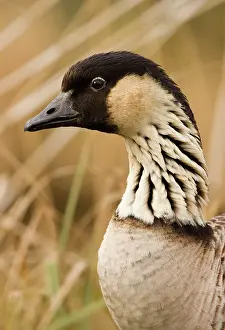 Sandvicensis: Hawaiian Goose / Ne-ne