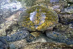 Polynesian: Hawaiian Green Sea Turtle