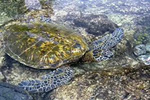 Polynesian: Hawaiian Green Sea Turtle