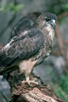Solitarius: Hawaiian Hawk