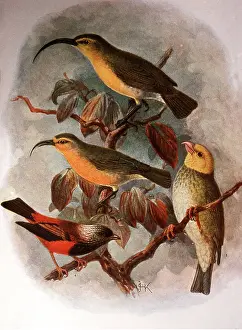 19th: Hawaiian Honeycreepers - 19th century print