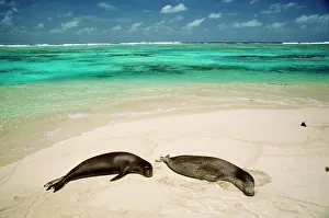 Schauinslandi: Hawaiian Monk Seal
