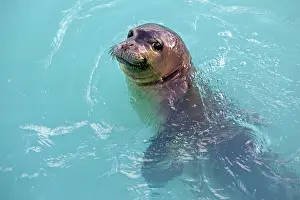 Schauinslandi: Hawaiian Monk Seal