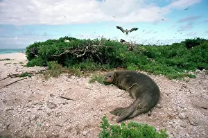 Schauinslandi: Hawaiian Monk Seal - on beach