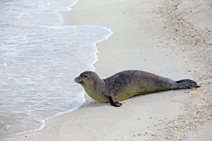 Schauinslandi: Hawaiian Monk Seal - on the beach