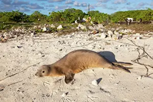 Schauinslandi: Hawaiian Monk Seal - on the beach