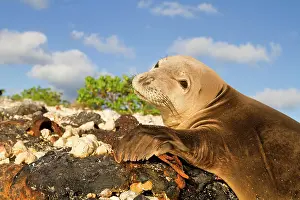 Schauinslandi: Hawaiian Monk Seal - on the beach