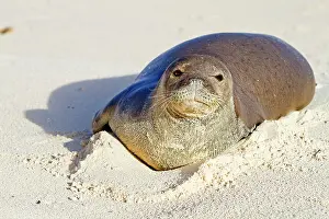 Schauinslandi: Hawaiian Monk Seal - on the beach