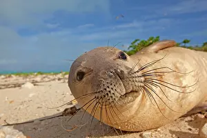 Schauinslandi: Hawaiian Monk Seal - on the beach