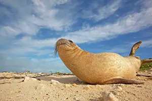 Schauinslandi: Hawaiian Monk Seal - on the beach