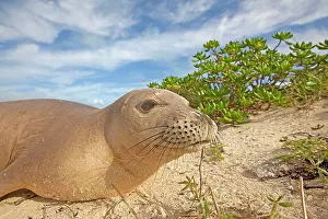 Schauinslandi: Hawaiian Monk Seal - on the beach