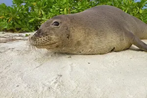 Schauinslandi: Hawaiian Monk Seal - on the beach