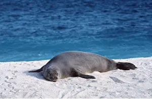 Contentment: Hawaiian monk SEAL - on beach