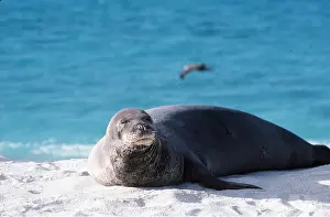 Monk: HAWAIIAN MONK SEAL - on beach