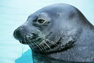 Schauinslandi: Hawaiian Monk SEAL - close up of head