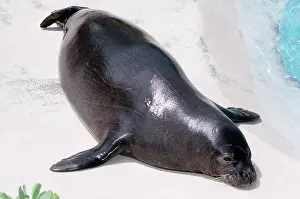 Schauinslandi: HAWAIIAN MONK SEAL - Endangered