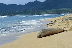 Kauai: Hawaiian Monk Seal (Monachus schauinslandi) resting