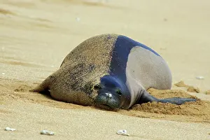 Schauinslandi: Hawaiian Monk Seal - resting on beach