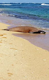 Schauinslandi: Hawaiian Monk Seal - resting on beach